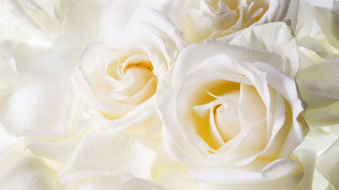 Những bài thuốc chữa bệnh từ hoa hồng cực hay