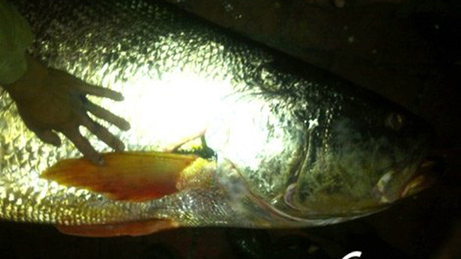 Con cá sủ vàng Bùi Đình Thắng bắt được ở cửa Ba Lạt