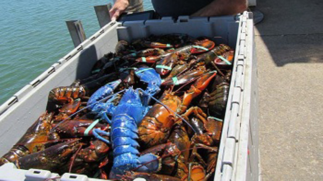 Wayne bên cạnh con tôm hùm xanh dương tìm thấy trong lưới. Ảnh: Facebook.