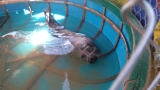 Bàn giao hải cẩu cho Viện Hải dương học Nha Trang