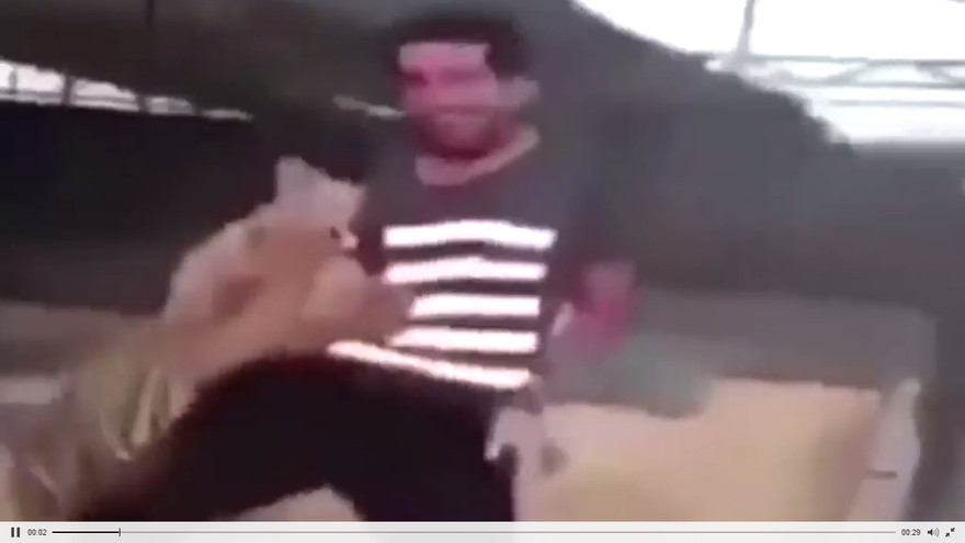 Chú hổ lao tới tấn công người đàn ông. Ảnh cắt từ clip