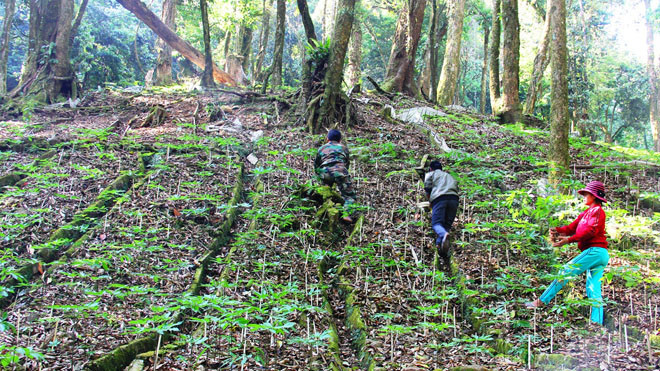 Sâm Ngọc Linh được xem là cây thoát nghèo của người dân huyện Nam Trà My, Quảng Nam