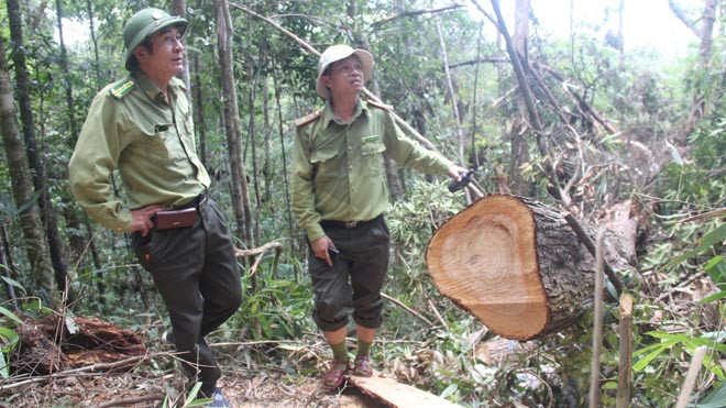 Hiện trường vụ phá rừng pơ mu ở biên giới 