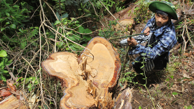 Đoàn kiểm tra cho rằng gốc Pơ Mu này đã bị đốn hạ từ lâu.