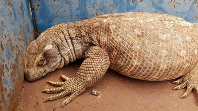 Con kỳ đà nặng 6 kg bỏ trốn khỏi nhà ở Suffolk, Anh. Ảnh: SWNS.