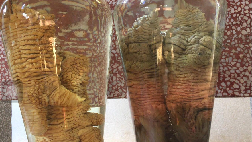 Hai bình rượu ngâm chân gà Đông tảo của anh Giang Tuấn Trưởng