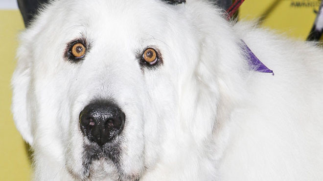 Chú chó được bầu làm... thị trưởng 3 nhiệm kỳ liên tiếp