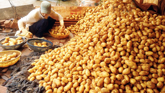 Khoai tây TQ tại chợ nông sản Đà Lạt