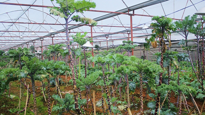 Cải xoăn cho thu hoạch liên tục trong nửa năm sau một tháng chăm sóc.