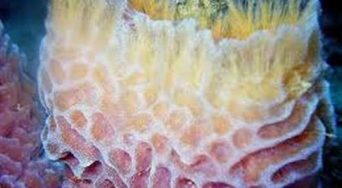 Bọt biển hay hải miên là động vật đa bào nguyên thủy, có cấu trúc tế bào tách biệt và phần lớn là sinh sống ở biển. 