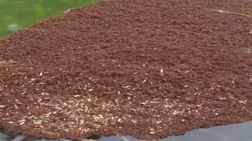 Hàng triệu kiến lửa kết thành bè mảng vượt lũ ở Mỹ