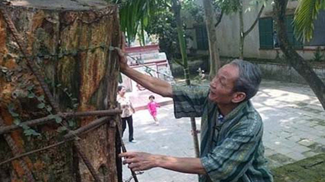 Nhiều ngày nay người dân thôn Phụ Chính mất ăn mất ngủ với hai “cụ sưa”.