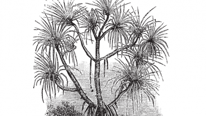 Mô phỏng cây Pandanus candelabrum. Ảnh: Shutterstock