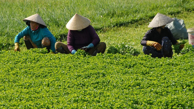 Nắng nóng giá rau má tăng cao, nông dân phấn khởi vì có lãi cao