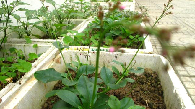 Sau trào lưu trồng rau sạch, nay người dân Thủ đô lại chuyển qua trồng các loại rau dại