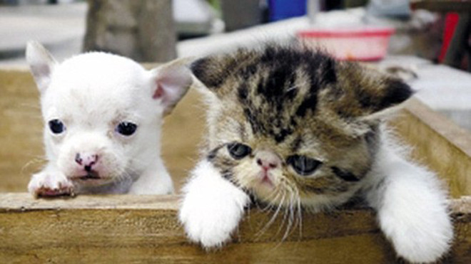 Con vật giống hệt chó Chihuahua. Ảnh: EuroPics