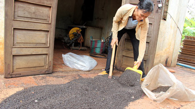 Số bọ đậu đen gia đình bà Thêu gom được trong một buổi tối. Ảnh: Hoàng Trường