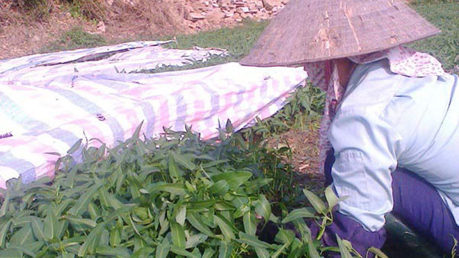 Rau “ăn đạm” nên to lá, chỉ đợi “tắm mơ đen” để óng mỡ non tơ. (Ảnh: Đỗ Dung)