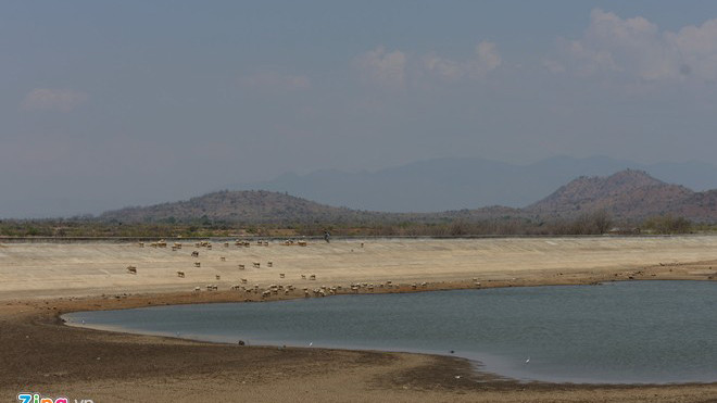 Đàn cừu lớn nhất cả nước đói lả vì hạn hán