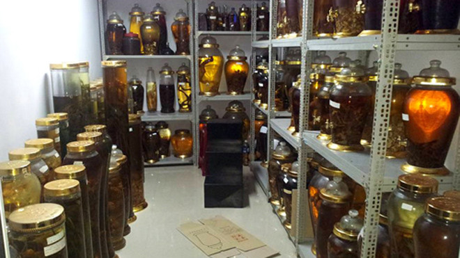 3.000 củ sâm Ngọc Linh và cuộc chơi 'cũng lắm công phu'