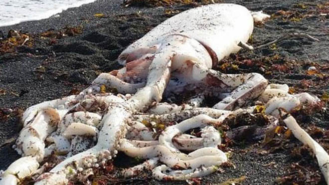 Con mực khổng lồ có chiều dài 7 m. Ảnh: Kaikoura Marine Centre and Aquarium