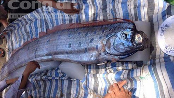 Chú cá hố khổng lồ tại hiện trường