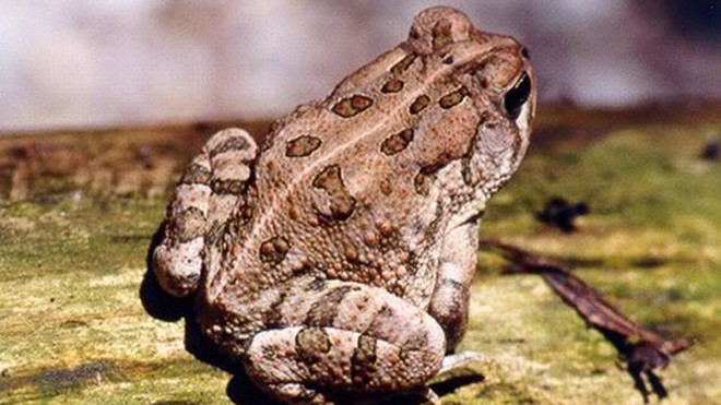 Thịt cóc nếu không biết chế biến sẽ dễ gây ngộ độc . Ảnh minh họa