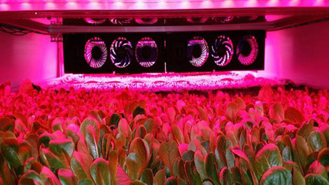 Rau trồng bằng công nghệ khí canh. Ảnh: Independent