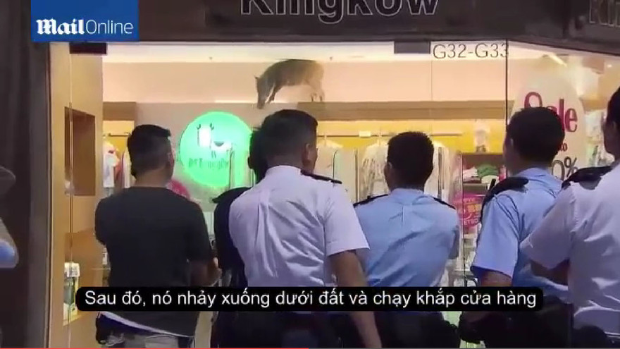 Lợn rừng ‘từ trên trời’ rơi xuống... cửa hàng quần áo