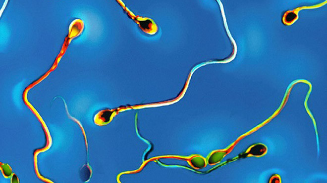 Đây là lần đầu tiên tinh trùng của con người được tạo thành công trong phòng thí nghiệm. Ảnh: Alamy
