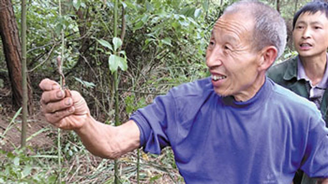 Một dân làng khoe đông trùng hạ thảo đào được. Ảnh: Ifeng