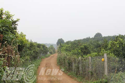 Mỗi héc-ta cam có thể thu về được 1 tỷ đồng mỗi vụ cho người dân thị trấn Cao Phong