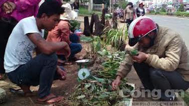 Nhiều người tìm mua "lộc rừng" - Ảnh: K' Liệp