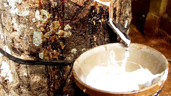 Cao su Việt Nam tiếp tục gặp khó. Ảnh: MH.