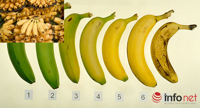 Trái chuối chín tự nhiên sẽ chín đều cả quả, vỏ nhăn, có đốm trứng cuốc.