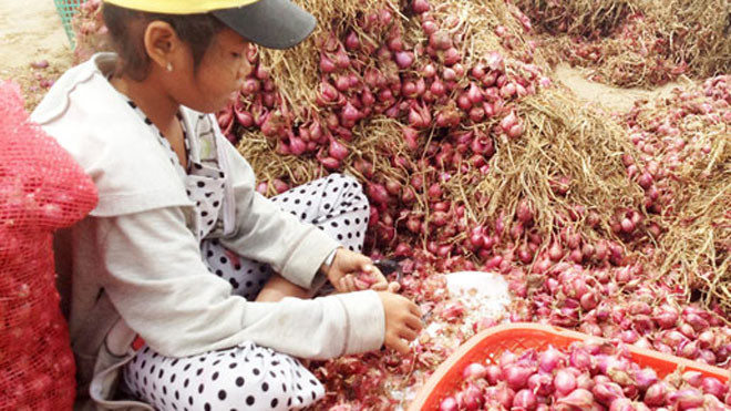 Đủ mọi lứa tuổi mưu sinh bằng nghề bóc hành thuê tại "Vương quốc hành tím" Vĩnh Châu. Người dân địa phương cho rằng, chính việc không dùng đồ bảo hộ khi bóc hành đã khiến số người mù lòa ở địa phương này không ngừng tăng lên. Ảnh: Q.Huy