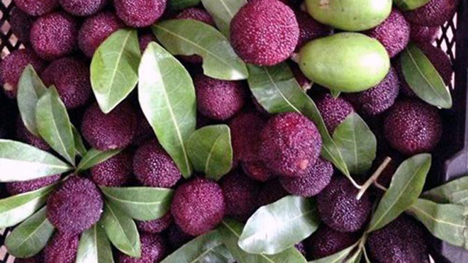 Quả thanh mai rừng đang cực 'sốt' có tốt cho sức khỏe?