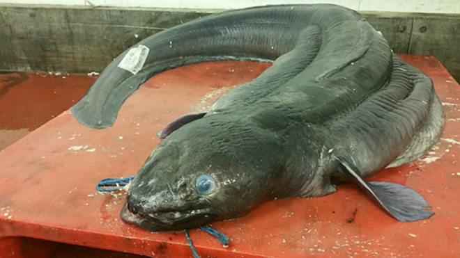 Cá chình biển nặng gần 60 kg sau khhi bị rút ruột. Ảnh: Telegraph