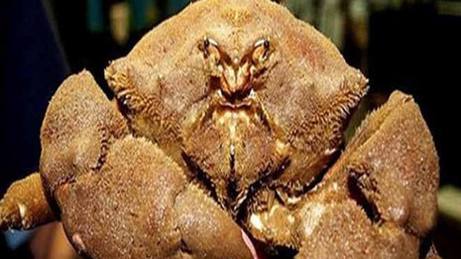 Cua mặt quỷ. Ảnh tư liệu