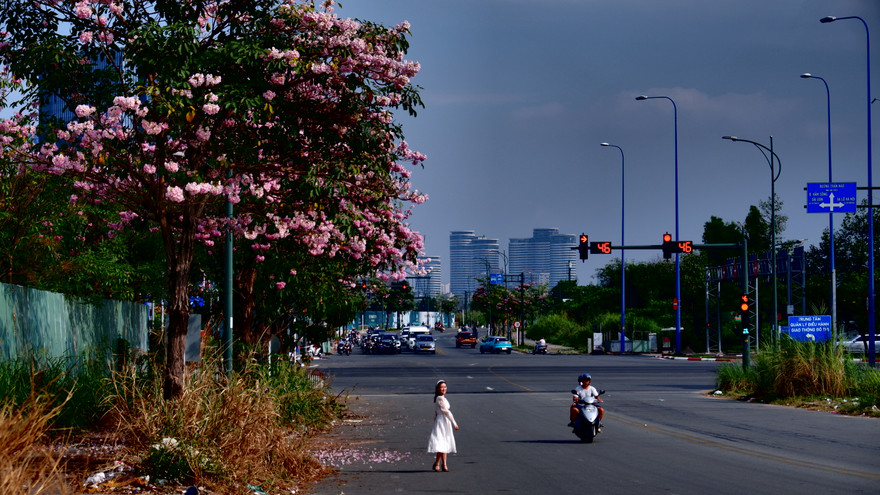 Hoa kèn hồng nở rực trên nhiều tuyến đường ở TPHCM, hút người dân 'check-in'