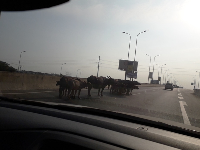 Đàn trâu tung tăng trên cao tốc TPHCM – Long Thành – Dầu Giây 