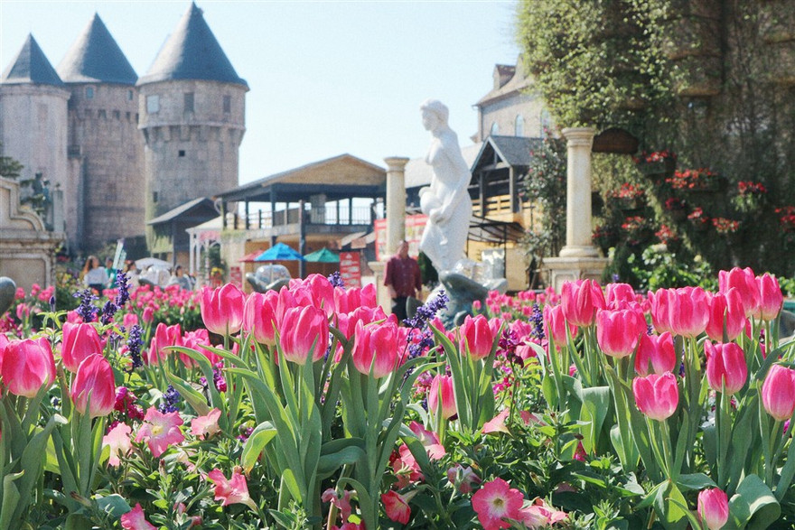 Đón Tết thật phong cách với triệu hoa tulip trên đỉnh Bà Nà