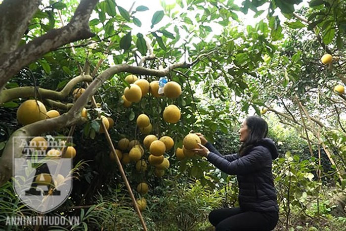 Người dân trồng bưởi Diễn vui mừng khi năm nay bưởi được mùa lại được giá