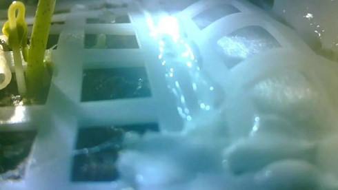 Hình ảnh hạt nảy mầm bên trong tàu đổ bộ Mặt trăng của Trung Quốc