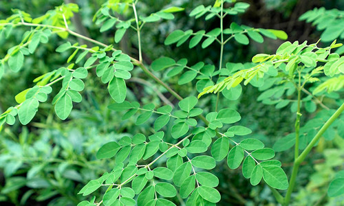 Chùm ngây – Giải pháp thông minh cho các mẹ thiếu sữa, mất sữa