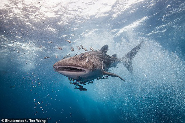 Cá mập voi có kích thước khổng lồ nhưng lại có thể sống sót dù không cần ăn nhiều ngày.