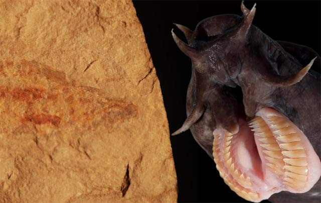 Hoá thạch của loài cá mù cổ đại mới được phát hiện.