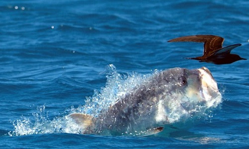 Cá vẩu trổ tài săn chim ngoạn mục. Ảnh: BBC.