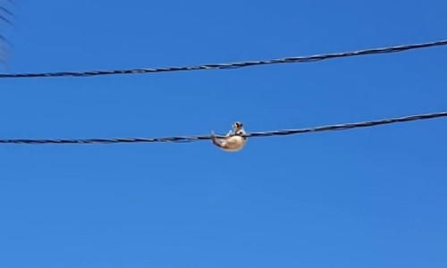 Mèo đánh đu trên dây điện thách thức lực lượng dân phòng