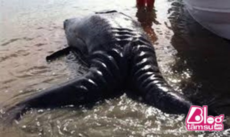 Sinh vật có cơ thể khá lớn, da trơn và 2 đuôi trôi dạt trên bờ biển.